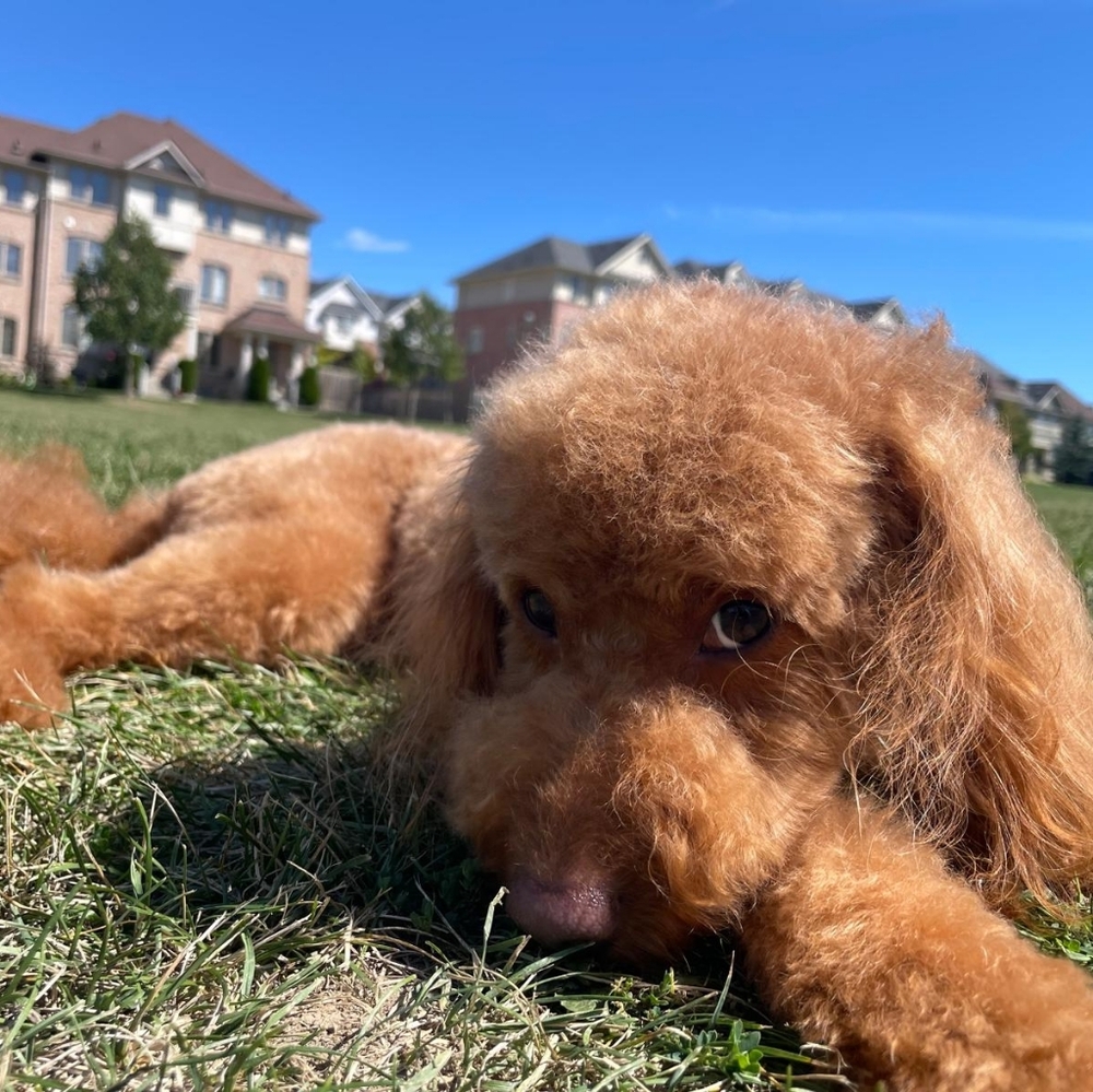 Meet your Posher, Preppy